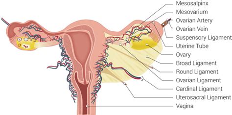 Figure Uterus Ligaments Illustration Includes Mesosalpinx