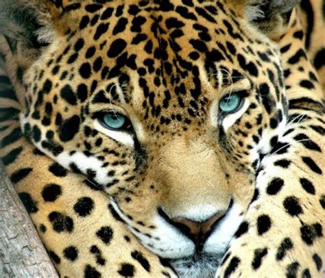 Eyes Of Jaguar Jaguar Animal Rainforest Animals Animals