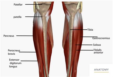 Knee Calf Orthopedic Associates Of Northern California Orthopedic