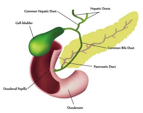 Biliary Sludge Why The Gall Bladder May Be Key To Improving