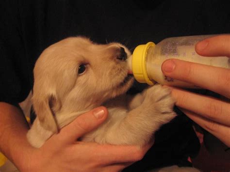 Weaning your baby from breastfeeding or formula feeding can be a challenging situation because babies can't tell you when they are ready. I want to bottle feed a puppy! | Animals, Cute puppies ...