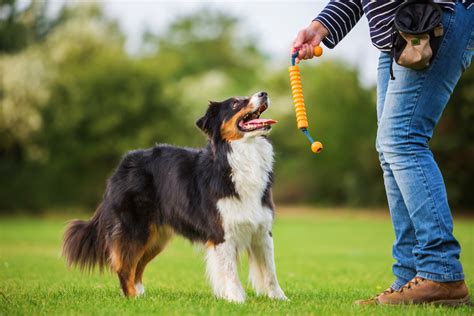 Scientific Dog Training Method Everything You Need To Know