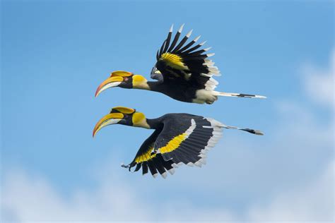 Beautiful Hornbill Bird Bird Hornbill Flying On Blue Sky Vedome