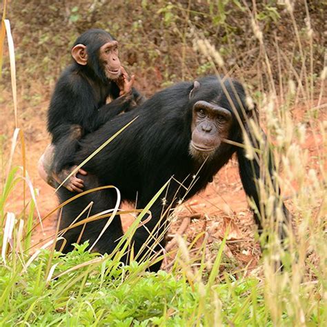 Explore How Chimpanzees Perceive Gender And More Natural History