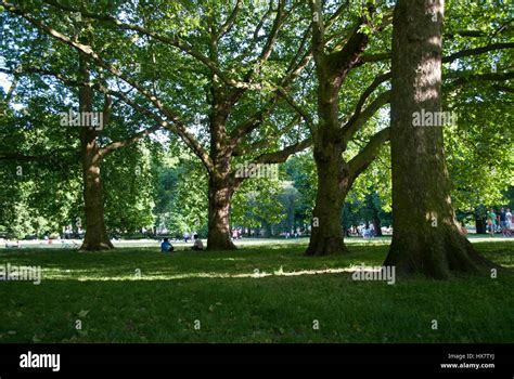 Trees In Green Park London Stock Photo Alamy