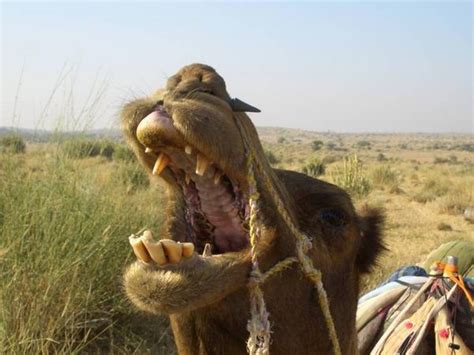 In other words, how far out does heat radiate from the sun before i start noticing a temperature change? my funny camel "lala" | Photo