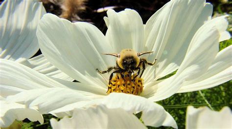 Pollination Nation Create A Pollinator Friendly Habitat In Your Yard