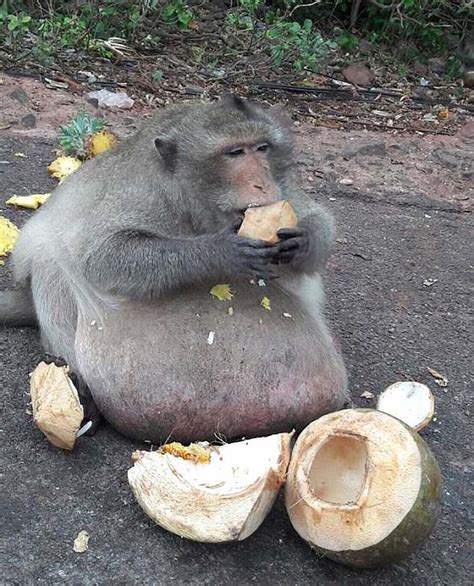 El Mono Súper Obeso Que Come Toda Comida Grasienta Que Le Den Es La
