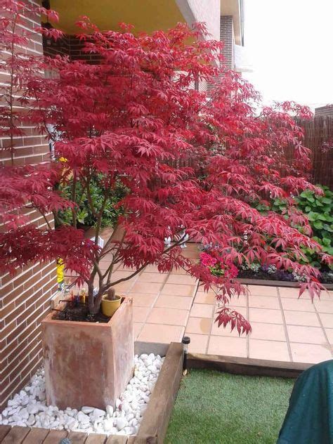 Check spelling or type a new query. Japanischer Ahorn im Garten - 50 Gestaltungsideen | Garten ...