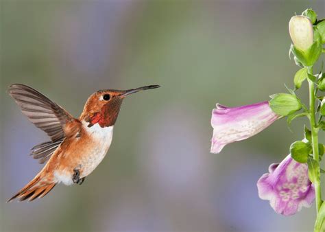 The map shown is a combined overlay of the habitat ranges of hummingbirds that either call arizona home or who pass through on their seasonal migrations. New Mexico Birds: Tiny Titans: Hummingbirds