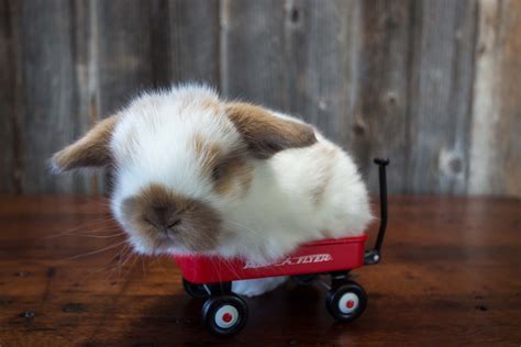 Baby Holland Lop In A Little Wagon Hooks Hollands Ohio Holland Lops