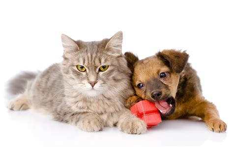 Cat And Dog Wallpapers Backgrounds