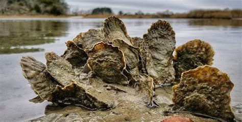 10 Things You Didnt Know About Oysters Chesapeake Bay Foundation