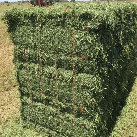Maize Alfalfa Hay Bales Packing Bulk Suppliers Cattle Feed And Horse