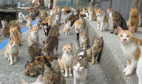 au japon le mystère de “l île aux chats” bientôt élucidé