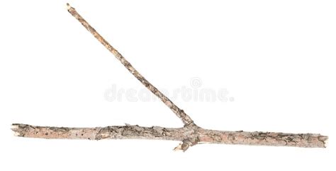 Dry Tree Twigs Branches Isolated On White Background Pieces Of Broken