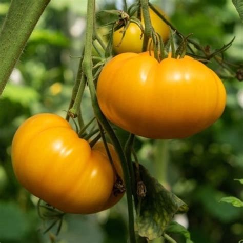 Amana Orange Tomato Seeds Open Pollinated For Seed Saving Non Hybrid