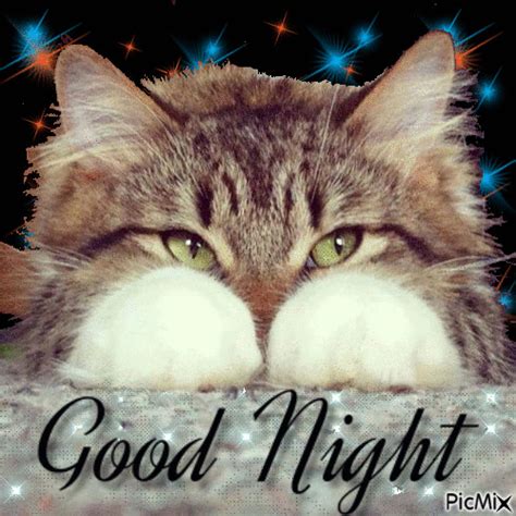 Cat Good Night Gif