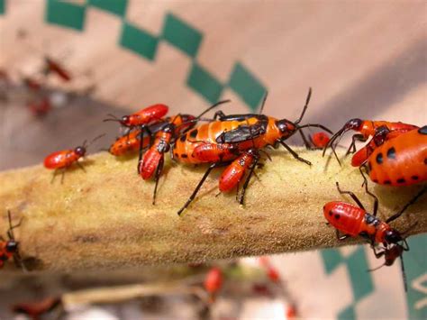 Milkweed Bugs