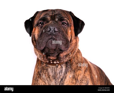 Portrait Of An Adult Bullmastiff Stock Photo Alamy