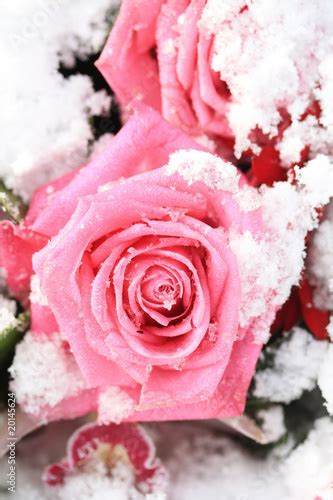 Pink Rose In The Snow Stock Photo And Royalty Free Images On Fotolia