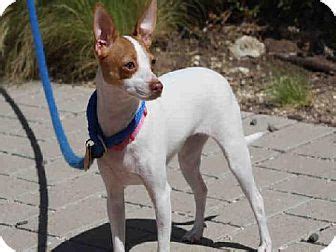 Looking to bring a new cat or kitten into your home? Austin, TX - Chihuahua Mix. Meet COOKIE, a dog for ...