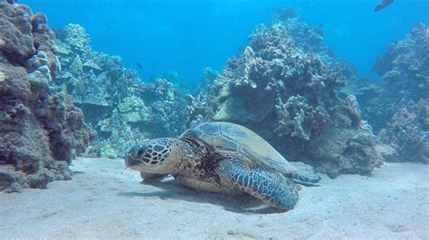 Top 10 Animals To See In Maui
