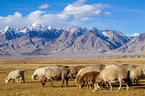 Sheep Grazing At Foot Of Snow Mountain On Pamirs In Fall Stock Image