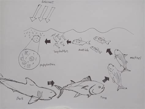 Solved Draw A Food Chain That Shows The Relation Of Biotic Potential