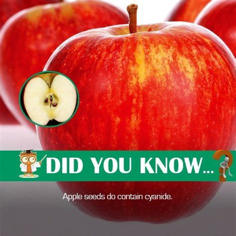 Apple Seeds Do Contain Cyanidegoogl4r9ro Did You Know
