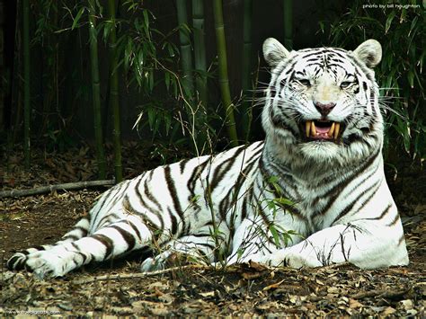 Pet Animals Wild Animals Wallpapers Pictures White Tiger Wallpapers