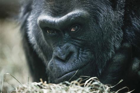 Colo Oldest Living Gorilla In Us Turns 60 With Party At Columbus