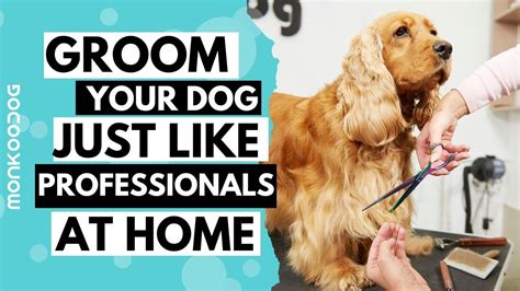 How To Groom Your Dog At Home Like A Professional In This Lockdown