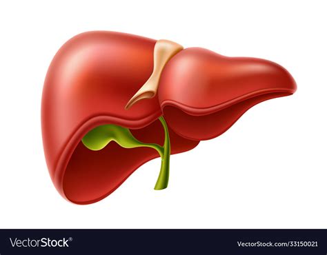 3d Diagram Of The Liver Human Liver Anatomy Diagram Download Free