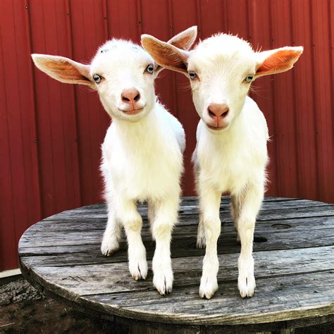 The Twins Rgoats