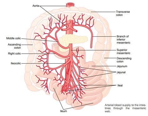 It carries oxygen and nutrients to your body's tissues. Anatomy of the Gastrointestinal Blood Supply