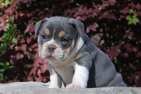 One liter will be ready around thanksgiving and the other liter will be ready the fi… Blue Tri Olde English Bulldogge Puppies For Sale