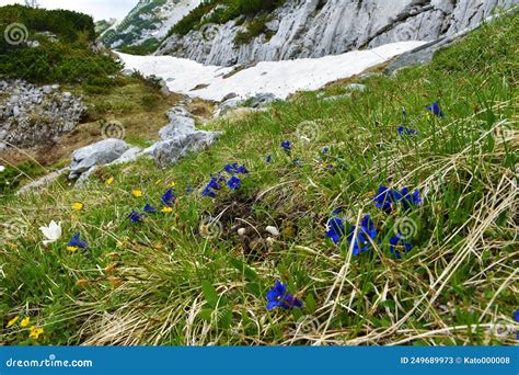 Colorful Alpine Wild Garden With Blue Clusius Gentian Gentiana Clusii