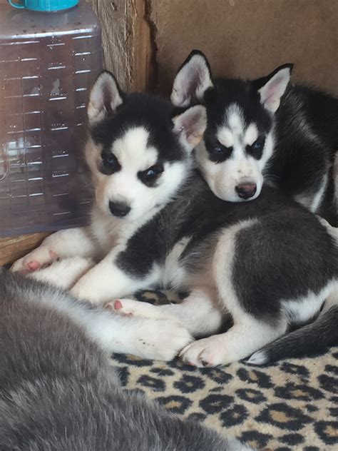 The alaskan husky is a hybrid rather than a purebred dog and is used primarily to work rather than to. Alaskan Husky Puppies For Sale | Keenesburg, CO #297780
