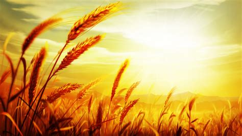 Wheat Grain Background Template Wheat Food Poster Background Image