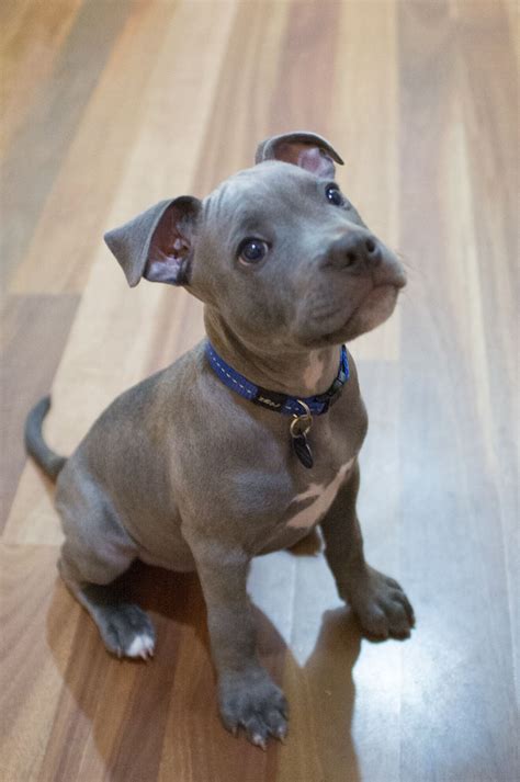 English Pit Bull Puppies The 25 Best Staffy Puppies For Sale Ideas