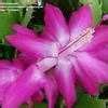 Learn how to care for christmas cactus in this easy to follow gardening guide and you'll have a beautiful, blooming plant just in time for the holidays! PlantFiles Pictures: Schlumbergera Hybrid, Crab Cactus ...