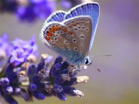 Beautiful Common Blue Butterfly Photo Most Beautiful