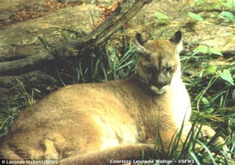 Eastern Cougar Is Declared Extinct Nearly 80 Years After Last Sighting