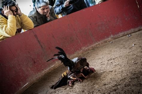 Cockfighting Continues In Latin America And In Underground Rings In