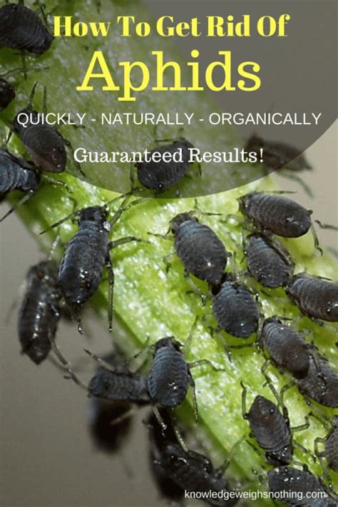 How To Get Rid Of Aphids On Plants Naturally And Organically