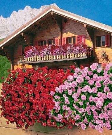Plantadas en jardineras junto a la barandilla del balcón y cestas colgantes, las flores pueden crecer en un área abierta y soleada en los balcones. Flores colgantes para balcón: fotos plantas - Flores de ...