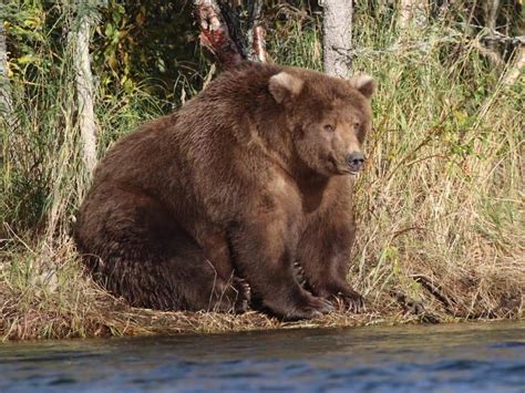 Худой и толстый медведь фото презентация