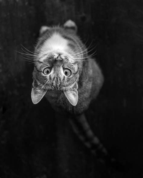 The Playful And Endearing Cat Portraits Of Elke Vogelsang