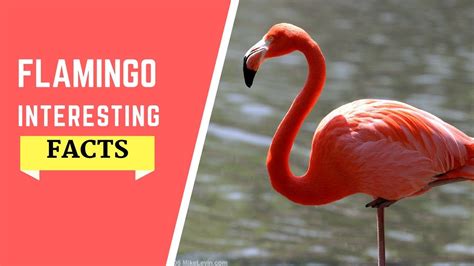 Teach Besides Me Pink Flamingo Bird Facts